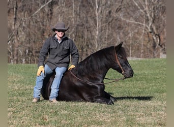 Percherón, Caballo castrado, 7 años, 163 cm, Negro