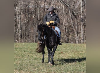 Percherón, Caballo castrado, 7 años, 163 cm, Negro