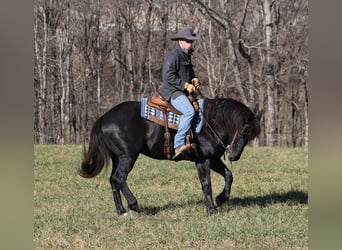 Percherón, Caballo castrado, 7 años, 163 cm, Negro