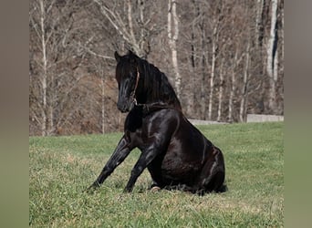 Percherón, Caballo castrado, 7 años, 163 cm, Negro