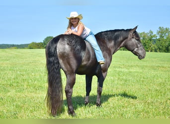 Percherón Mestizo, Caballo castrado, 7 años, 163 cm, Ruano azulado