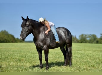 Percherón Mestizo, Caballo castrado, 7 años, 163 cm, Ruano azulado