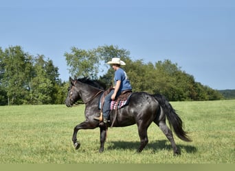 Percherón Mestizo, Caballo castrado, 7 años, 163 cm, Ruano azulado