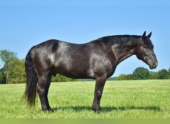 Percherón Mestizo, Caballo castrado, 7 años, 163 cm, Ruano azulado