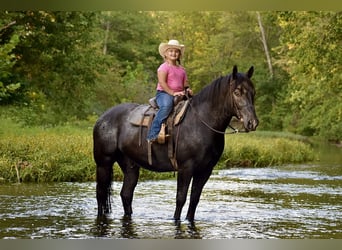 Percherón Mestizo, Caballo castrado, 7 años, 163 cm, Ruano azulado