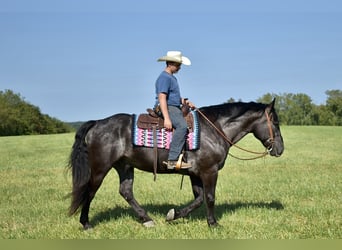 Percherón Mestizo, Caballo castrado, 7 años, 163 cm, Ruano azulado