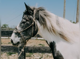 Percherón, Caballo castrado, 7 años, 163 cm, Tobiano-todas las-capas