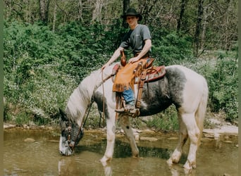 Percherón, Caballo castrado, 7 años, 163 cm, Tobiano-todas las-capas