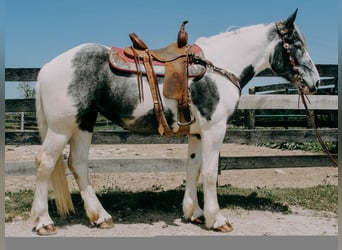 Percherón, Caballo castrado, 7 años, 163 cm, Tobiano-todas las-capas