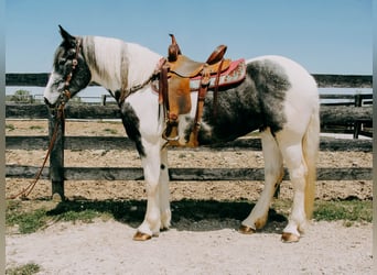 Percherón, Caballo castrado, 7 años, 163 cm, Tobiano-todas las-capas