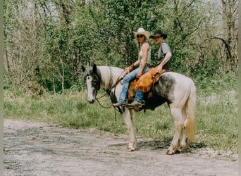 Percherón, Caballo castrado, 7 años, 163 cm, Tobiano-todas las-capas