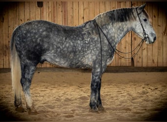 Percherón Mestizo, Caballo castrado, 7 años, 163 cm, Tordo