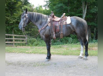 Percherón Mestizo, Caballo castrado, 7 años, 163 cm, Tordo