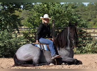 Percherón, Caballo castrado, 7 años, 165 cm, Ruano azulado