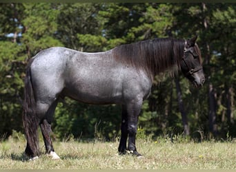 Percherón, Caballo castrado, 7 años, 165 cm, Ruano azulado