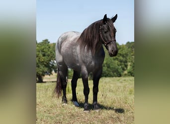 Percherón, Caballo castrado, 7 años, 165 cm, Ruano azulado