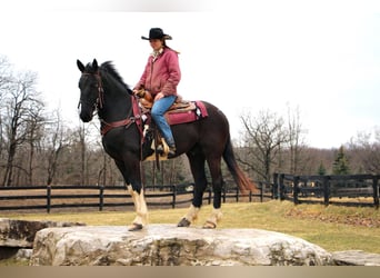 Percherón, Caballo castrado, 7 años, 165 cm, Tobiano-todas las-capas