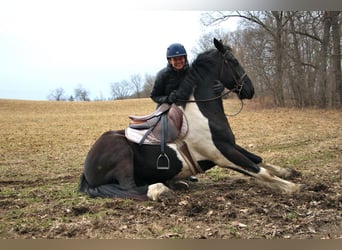 Percherón, Caballo castrado, 7 años, 165 cm, Tobiano-todas las-capas