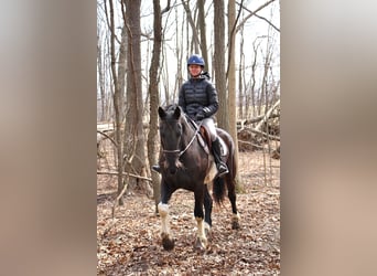 Percherón, Caballo castrado, 7 años, 165 cm, Tobiano-todas las-capas