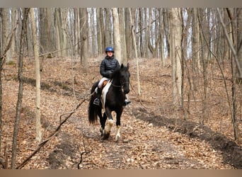 Percherón, Caballo castrado, 7 años, 165 cm, Tobiano-todas las-capas