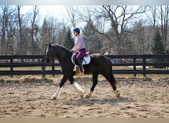 Percherón, Caballo castrado, 7 años, 165 cm, Tobiano-todas las-capas