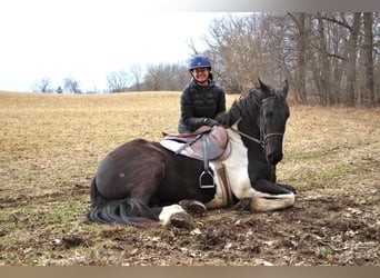 Percherón, Caballo castrado, 7 años, 165 cm, Tobiano-todas las-capas