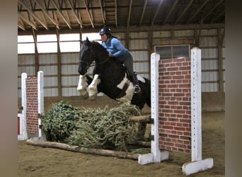 Percherón, Caballo castrado, 7 años, 165 cm, Tobiano-todas las-capas