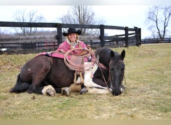 Percherón, Caballo castrado, 7 años, 165 cm, Tobiano-todas las-capas