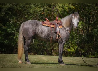 Percherón, Caballo castrado, 7 años, 170 cm, Tordo rodado
