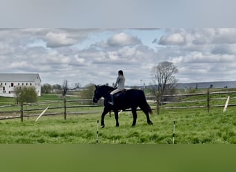Percherón, Caballo castrado, 7 años, 173 cm, Negro