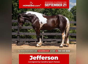 Percherón Mestizo, Caballo castrado, 7 años, 173 cm, Pío