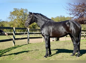 Percherón Mestizo, Caballo castrado, 7 años, 175 cm