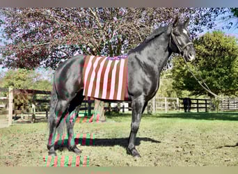 Percherón Mestizo, Caballo castrado, 7 años, 175 cm