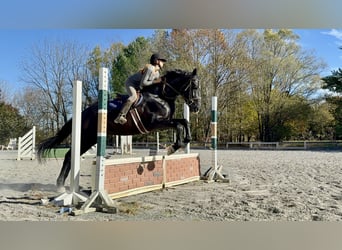 Percherón Mestizo, Caballo castrado, 7 años, 175 cm, Negro