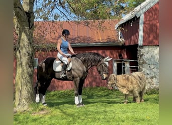 Percherón Mestizo, Caballo castrado, 7 años, Castaño rojizo