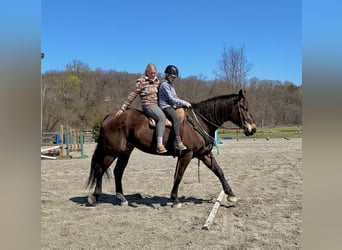 Percherón Mestizo, Caballo castrado, 7 años, Castaño rojizo