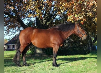 Percherón, Caballo castrado, 7 años, Castaño rojizo