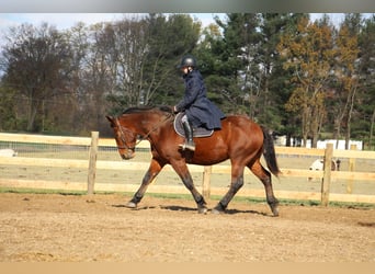 Percherón, Caballo castrado, 7 años, Castaño rojizo