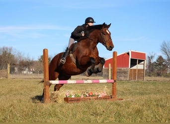 Percherón, Caballo castrado, 7 años, Castaño rojizo