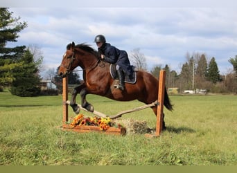 Percherón, Caballo castrado, 7 años, Castaño rojizo