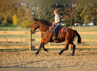 Percherón, Caballo castrado, 7 años, Castaño rojizo