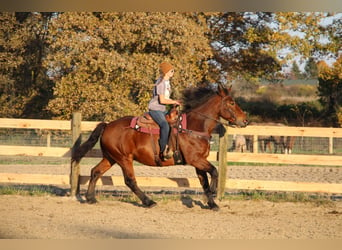 Percherón, Caballo castrado, 7 años, Castaño rojizo