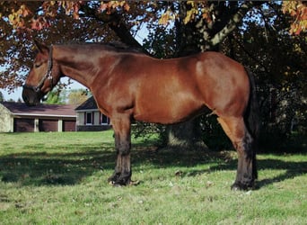 Percherón, Caballo castrado, 7 años, Castaño rojizo