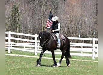 Percherón, Caballo castrado, 7 años, Negro