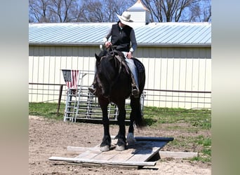 Percherón, Caballo castrado, 7 años, Negro