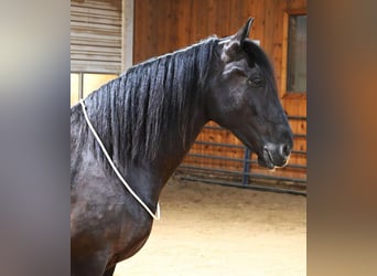 Percherón, Caballo castrado, 7 años, Negro