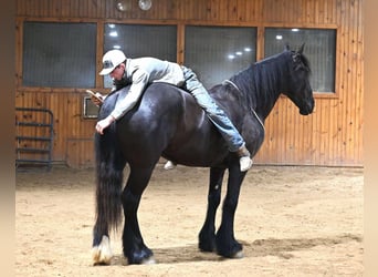 Percherón, Caballo castrado, 7 años, Negro