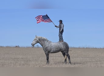 Percherón, Caballo castrado, 7 años, Tordo