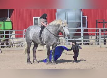 Percherón, Caballo castrado, 7 años, Tordo