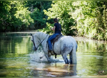 Percherón, Caballo castrado, 7 años, Tordo